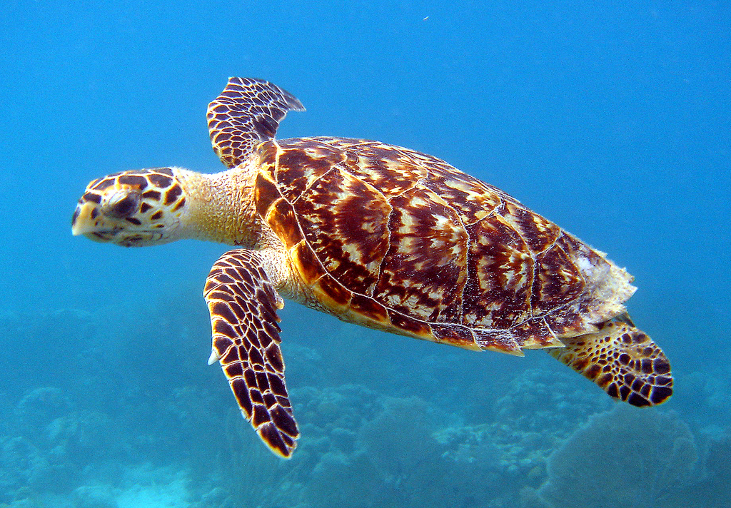 Tortue imbriquée à Samoa