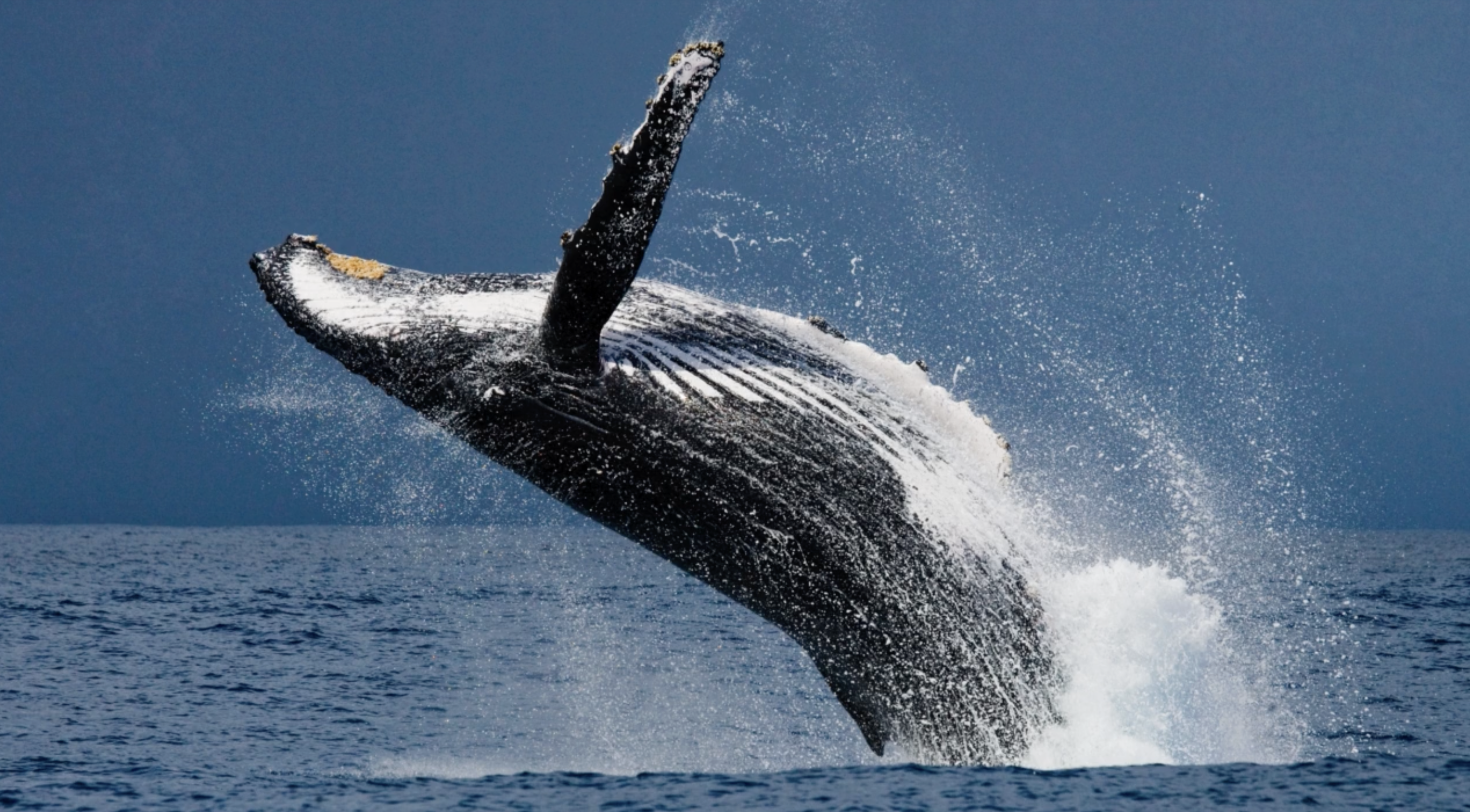 Baleine à bosse aux Îles Cook
