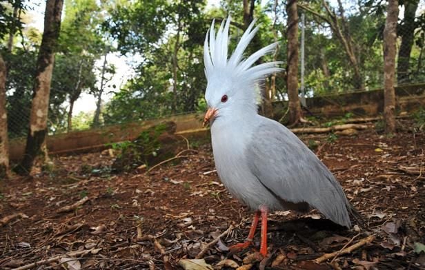 Cagou en Nouvelle-Calédonie