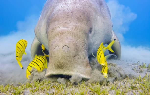 Dugong en Nouvelle-Calédonie