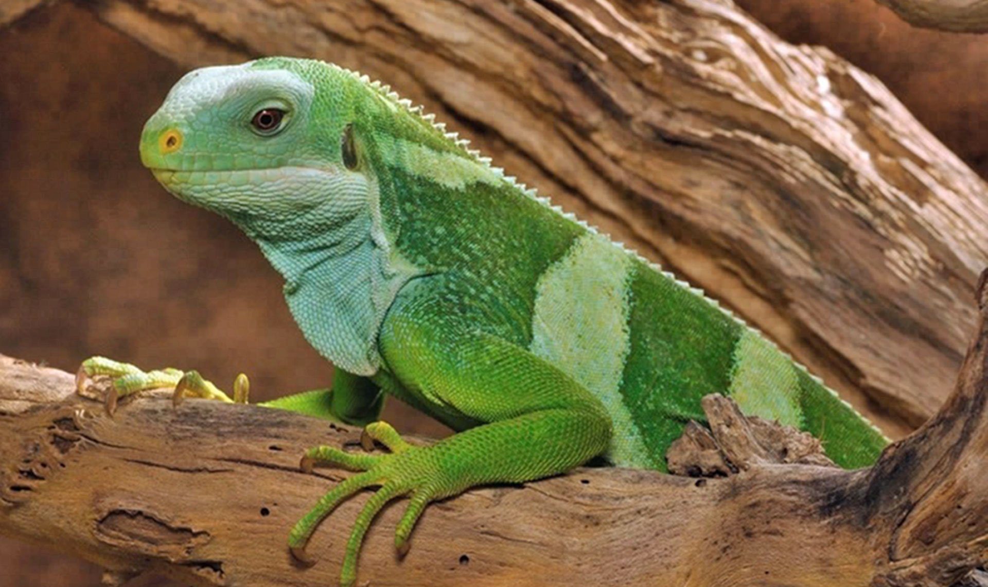 Iguane à crête à Fidji