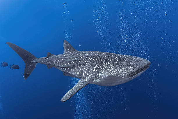 Requin-baleine au Vanuatu